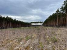 fakty i mity o wycince lasów wokół elektrowni